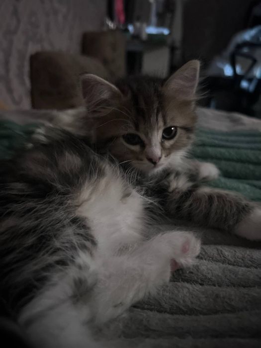 Отдам котят в хорошие руки