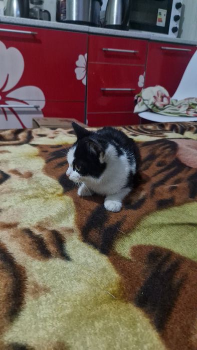 Отдам котёнка примерно 3мес