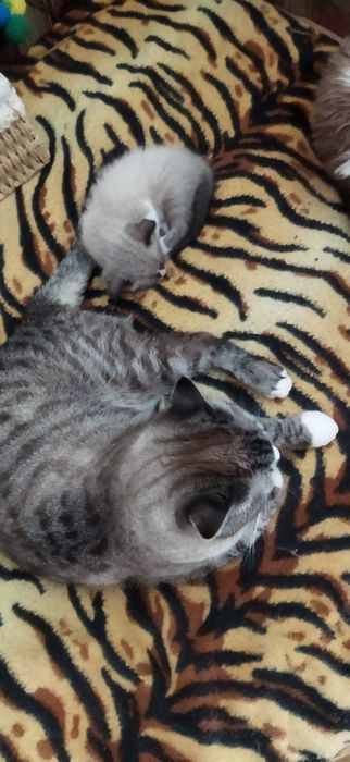 Котята 2 месяца вислоухие