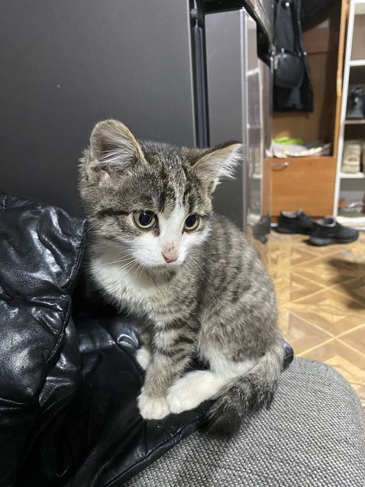 Отдам котёнка мальчик!