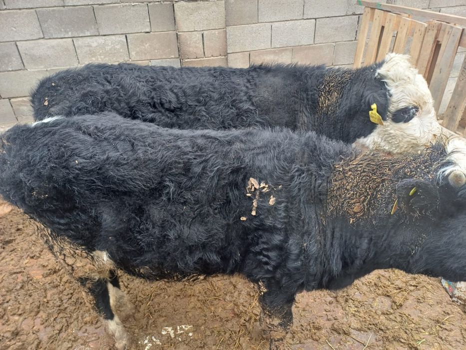 Баспак бар кызылорда