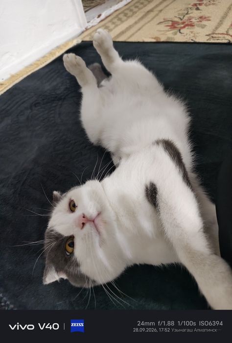 Отдам кота в хорошие руки