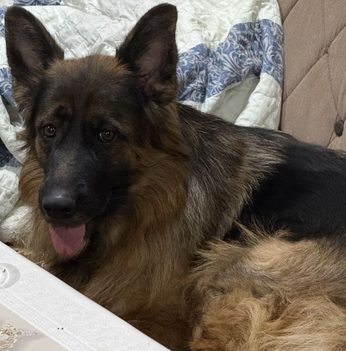 Немецкие авчарки доиношерстые.