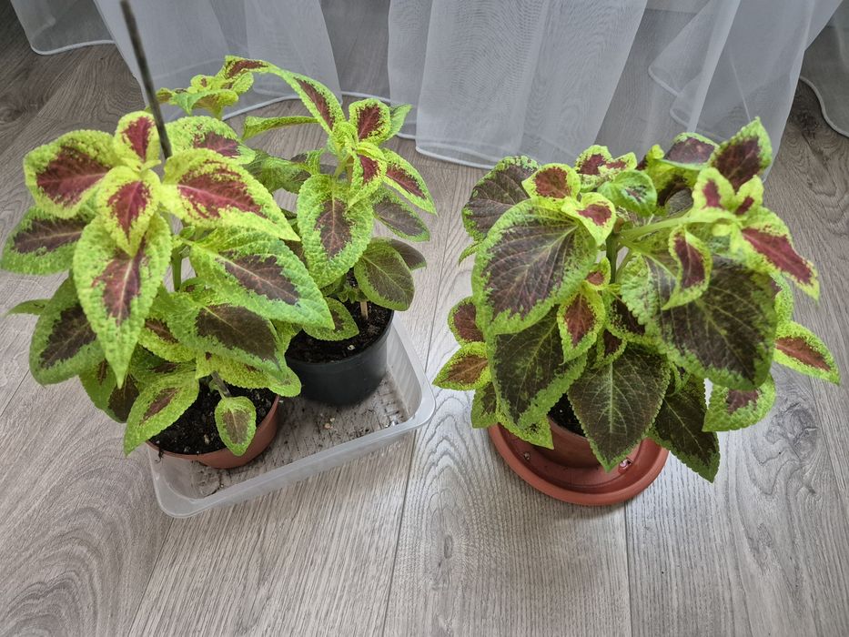 Продам колеусы., аглаонема