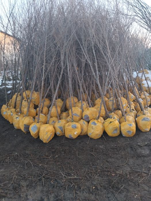 Все виды лиственных деревьев