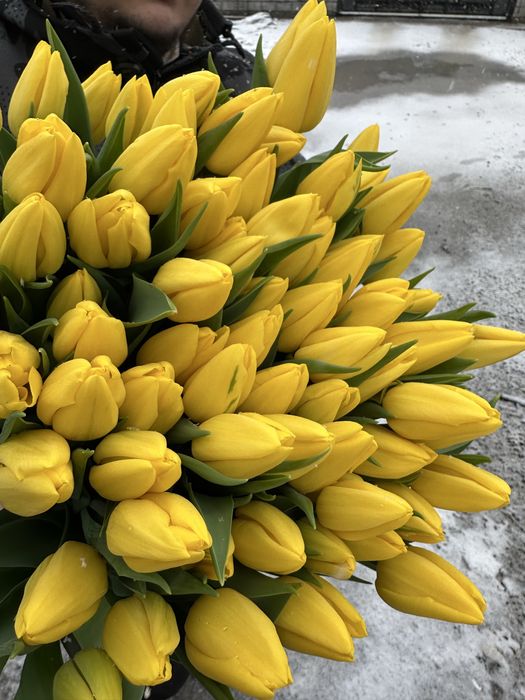 Голандские  тюльпаны оптом и в розницу