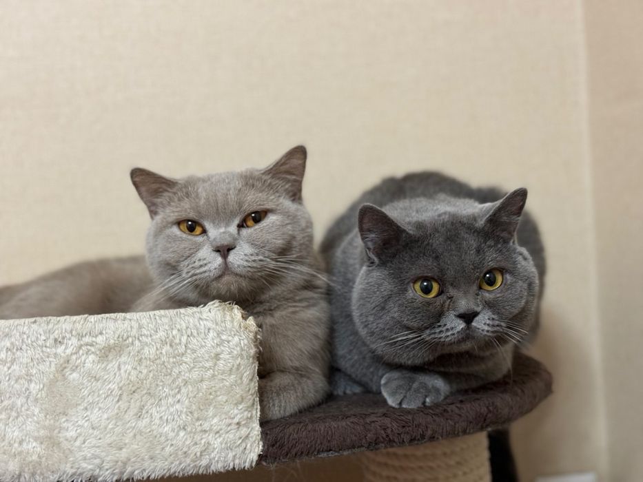 Semiz ayollar bilan rus uy qurilishi semiz jinsiy aloqa