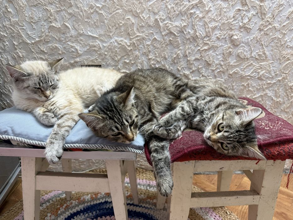 Котята мышеловы бесплатно