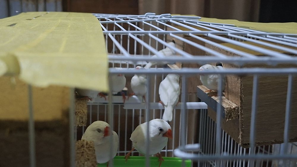 Амадинка кушлар 8 та