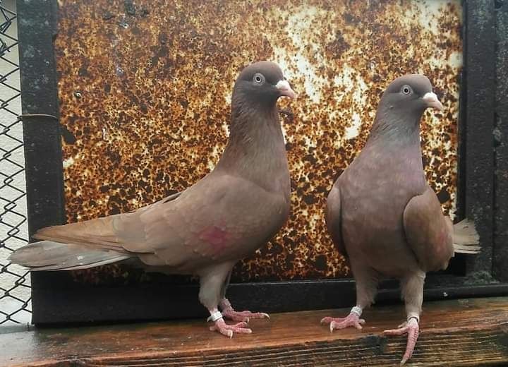 Пазарджишки гълаби високолетачи съсфдобри полети