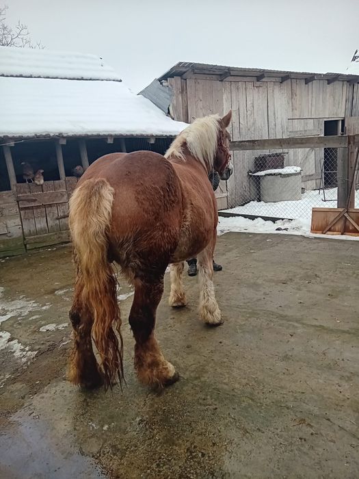 Iapa de vânzare de 7 ani