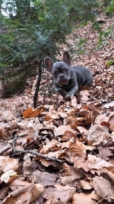 френски булдог .