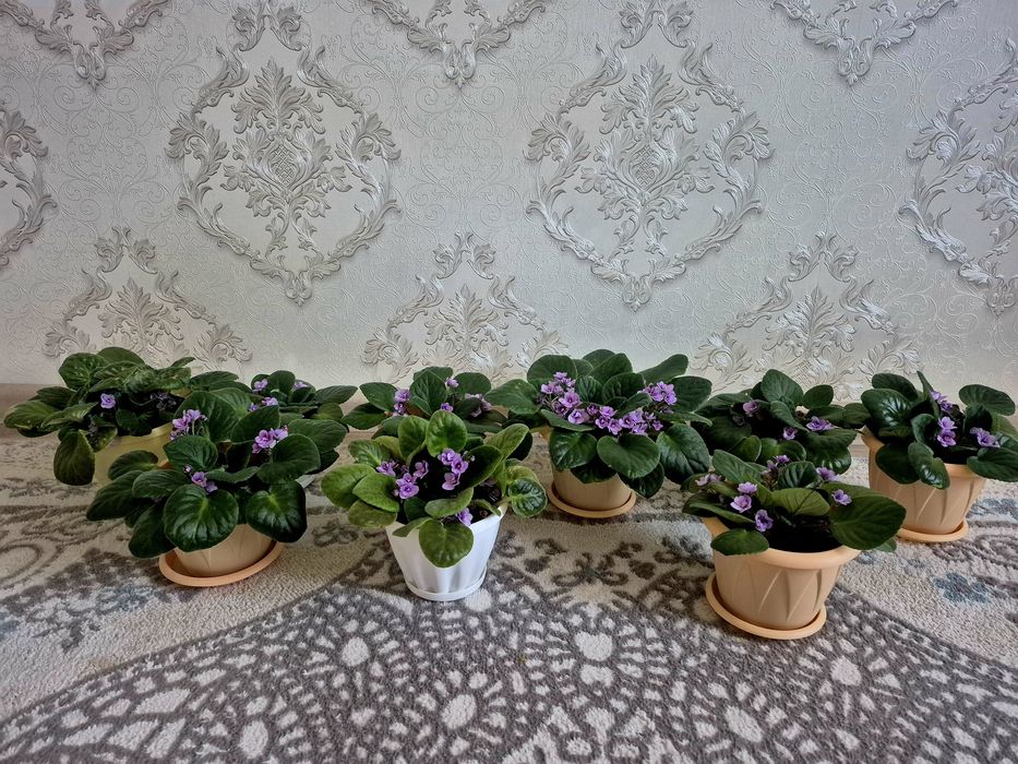 Продам  цветы фиалки