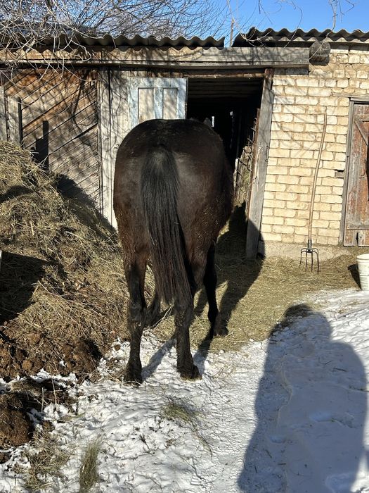 Семіз ат сатылады
