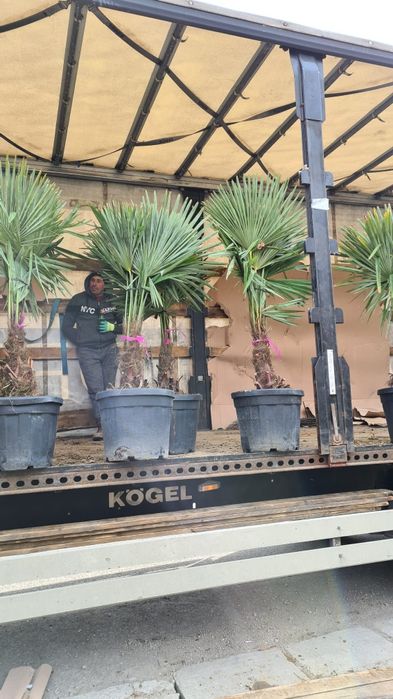 Palmieri toate dimensiunile