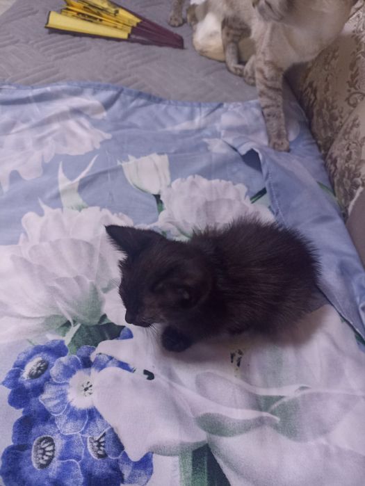 Кошки,котята,коты