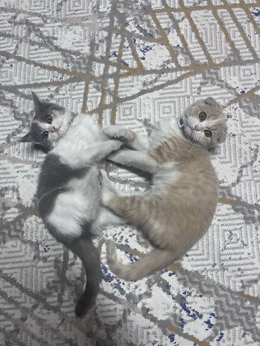 Отдам котенка, мальчик