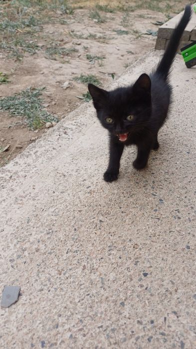 Котёнок Пантера бесплатно