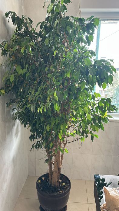 цвете в саксия (фикус)