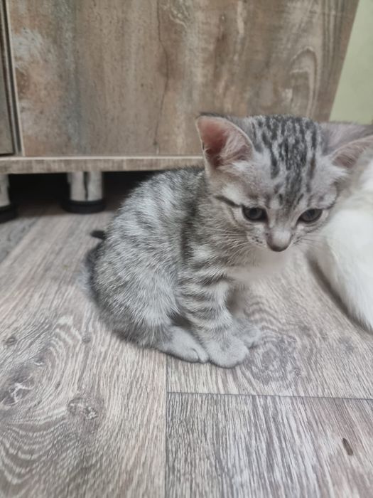 Котёнок  девочка