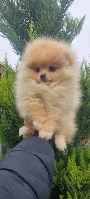 Померан померанче