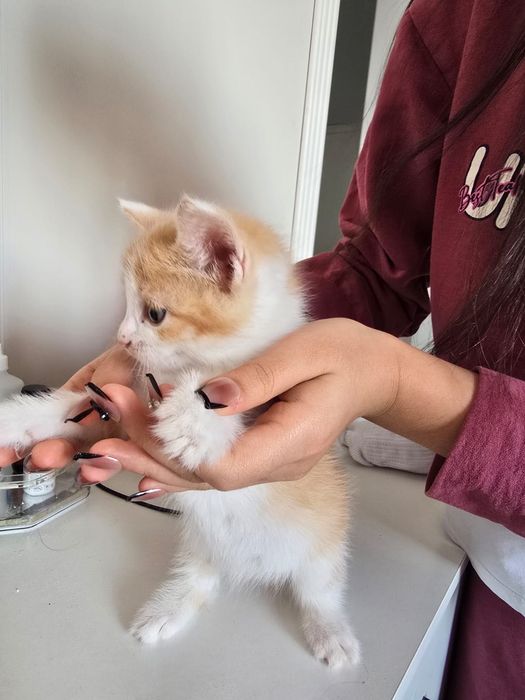 Отдам котят бесплатно