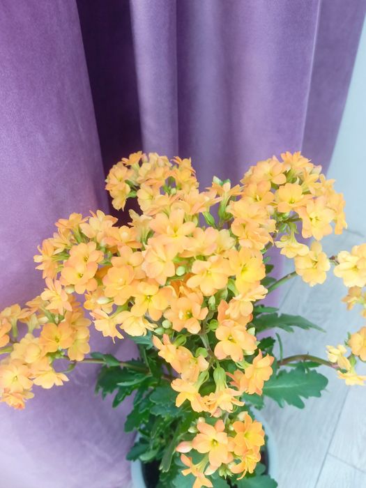 комнатные цветы  .каланхоэ