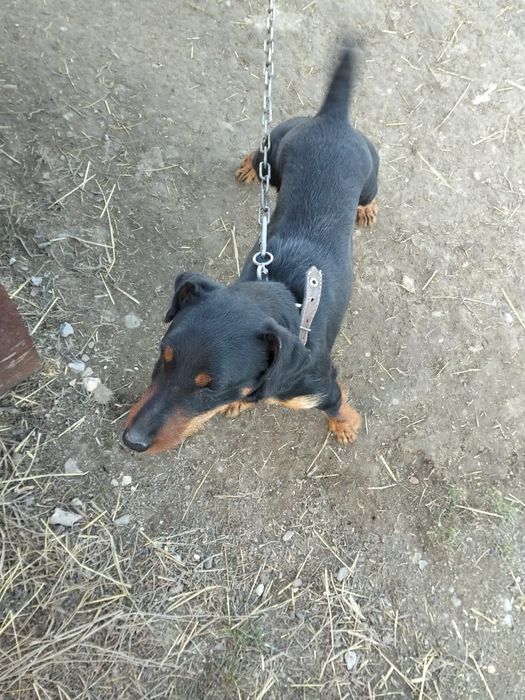 Ягьтерер робочая