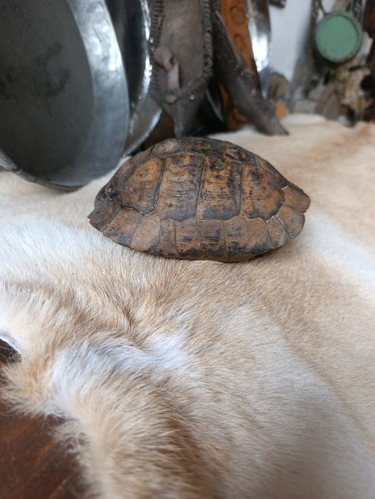 Костенурка за украса на битови стай