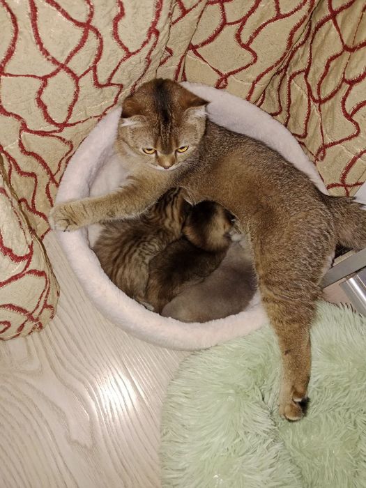 Скоттиш фолд кошки