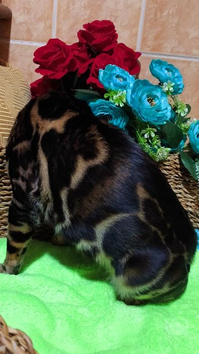 BENGAL котята Шоколад ( высший  класс )