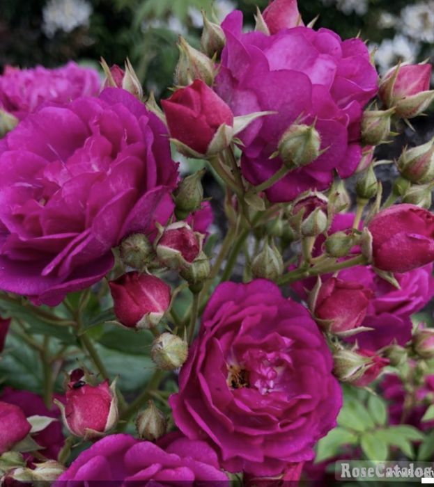 Вьющиеся розы  5 сортов