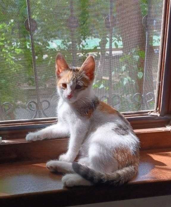 Отдадим в хорошие руки кошечку.