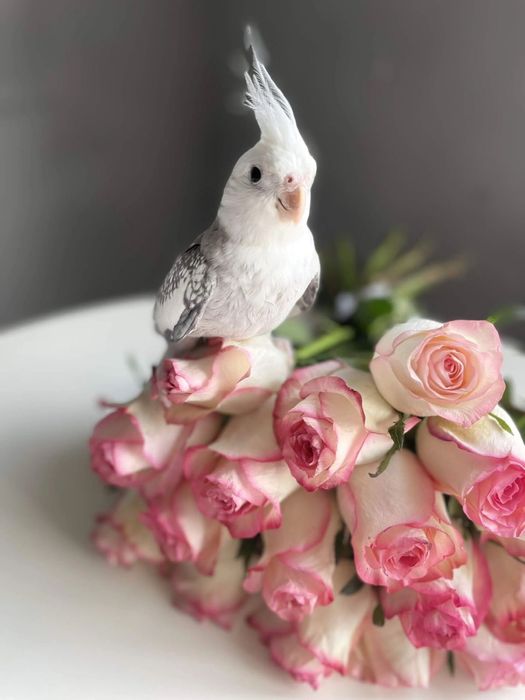 Попугай корелла ручной