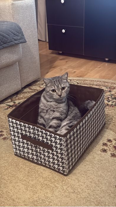 Кот мальчик 9 месяцев найденыш