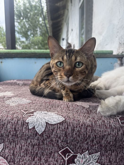 Бенгальский кот, мальчик
