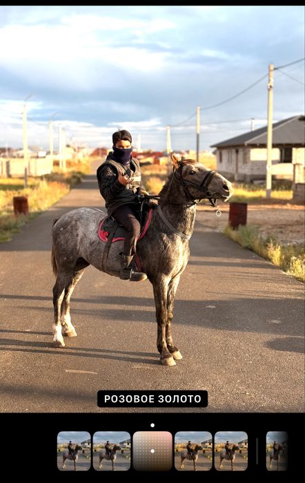 2,5 жасар құнан (дөнен)