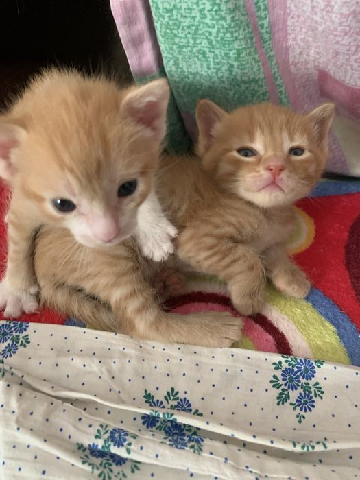 Котята 8 недель рыженькие.