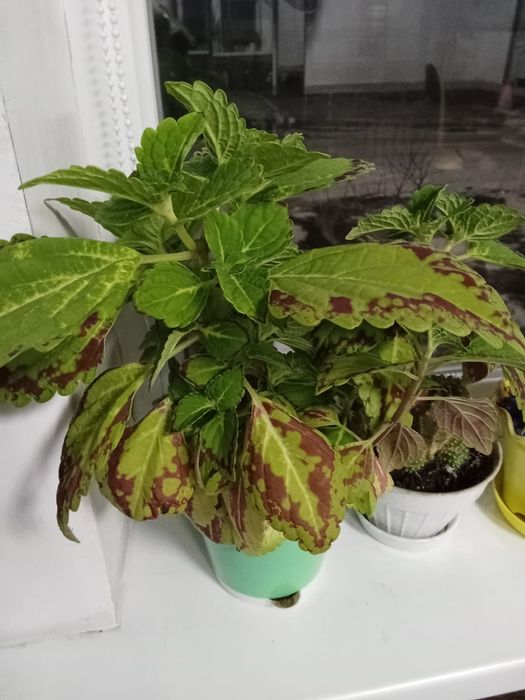 Продам кактусы и цветы