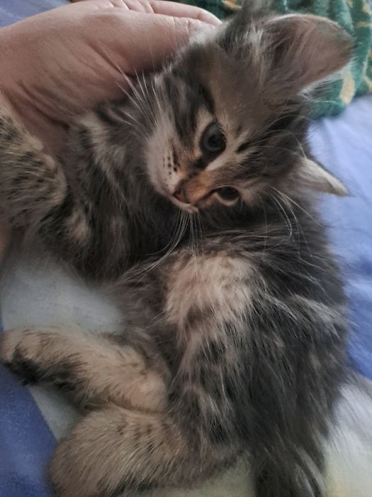 Котята бенгалы мраморы