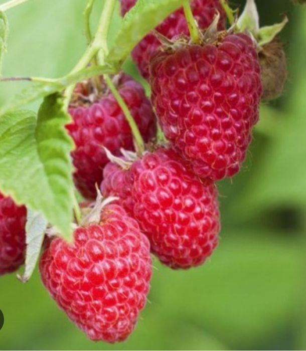 Малина карамель ( саженцы)