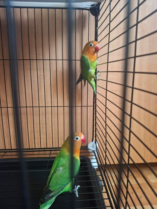 Продам попугаев неразлучников вместе с клеткой