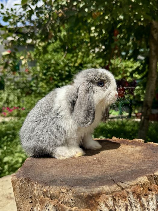 QUYON KARLIK . Кролик Карликовый