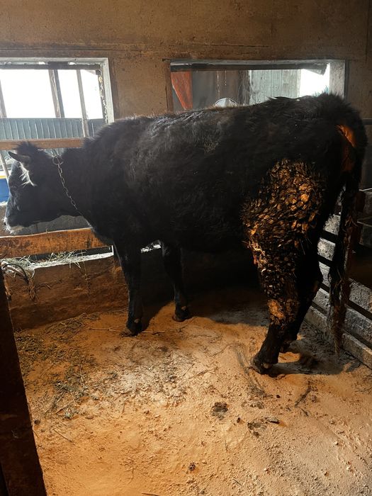 Продам карову с теленком