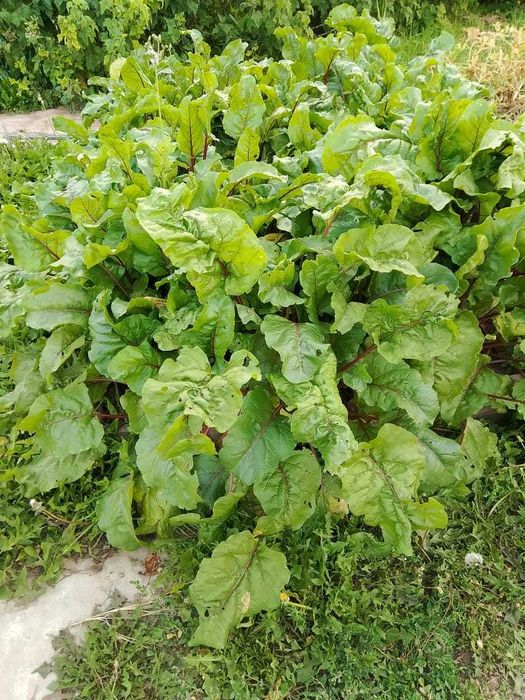 Продам дачу в Дамсе