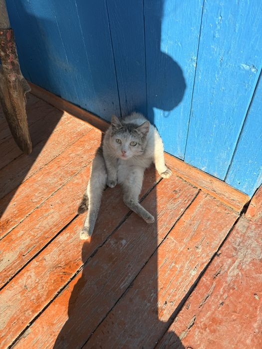Отдаю кошек, котов
