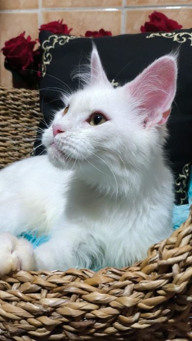 Белый Мейн кун КОТЯТА