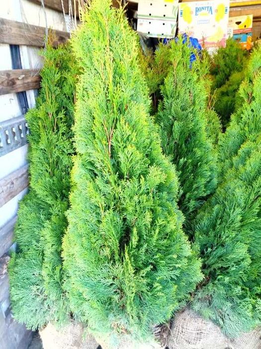 Западна туя - Смарагд и Фастигиата