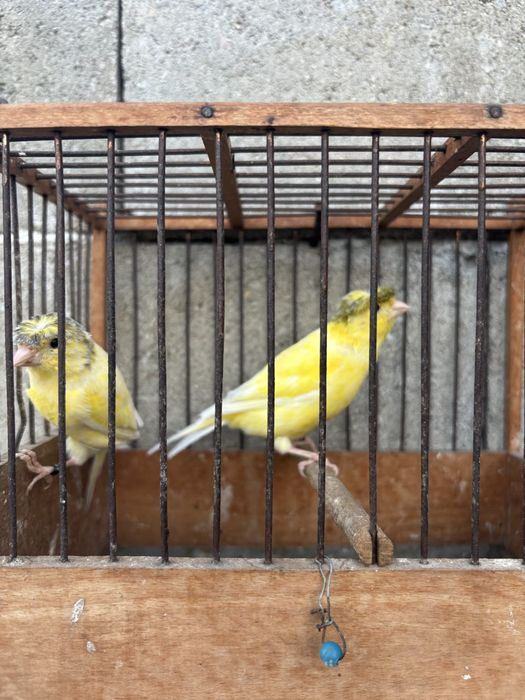 Продавам млади канари - канарчета
