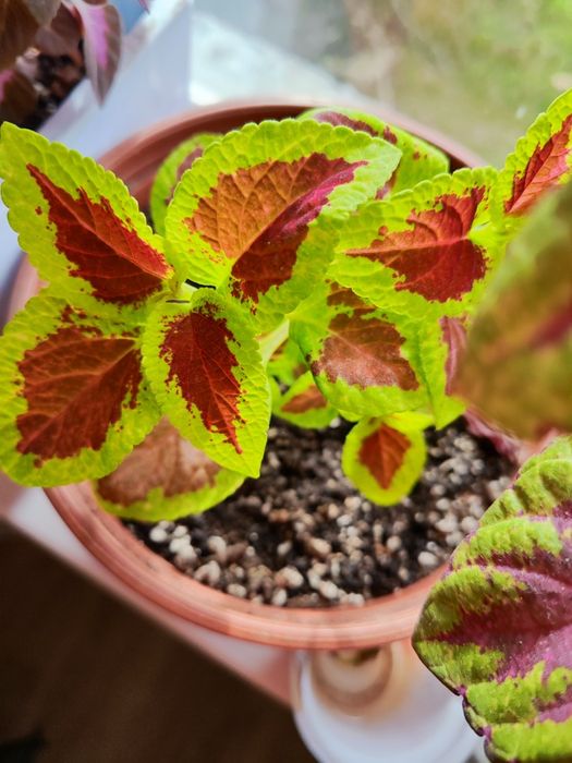 Продаются колеусы